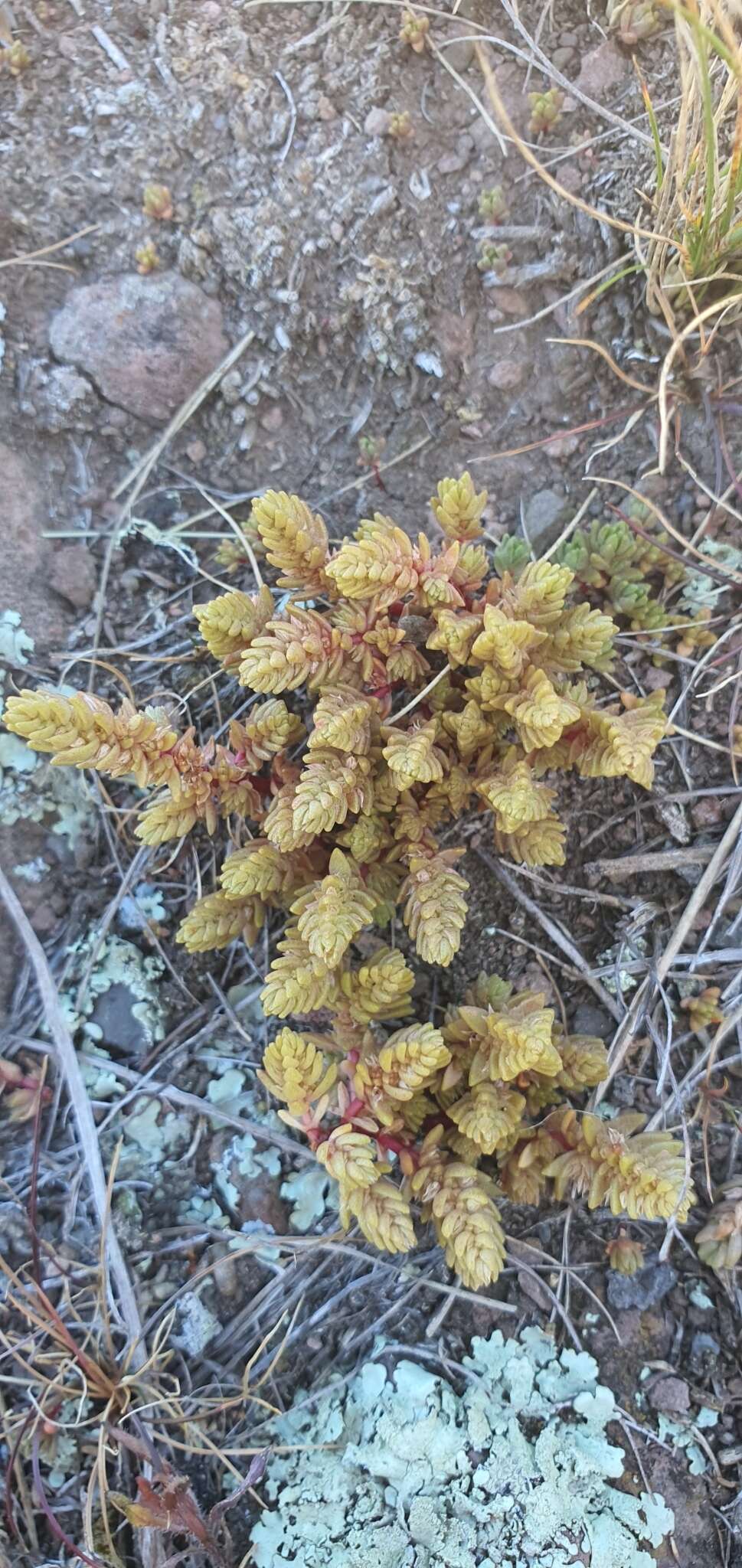 Image of Pygmyweed