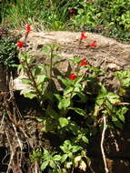 Image of Eastwood's Monkey-Flower