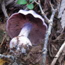 Plancia ëd Cortinarius argenteopileatus Nezdojm. 1983