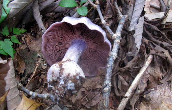 Слика од Cortinarius argenteopileatus Nezdojm. 1983