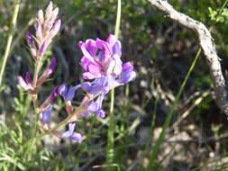 Oxytropis lambertii var. bigelovii A. Gray resmi