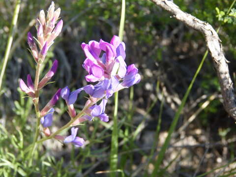 Image of purple locoweed