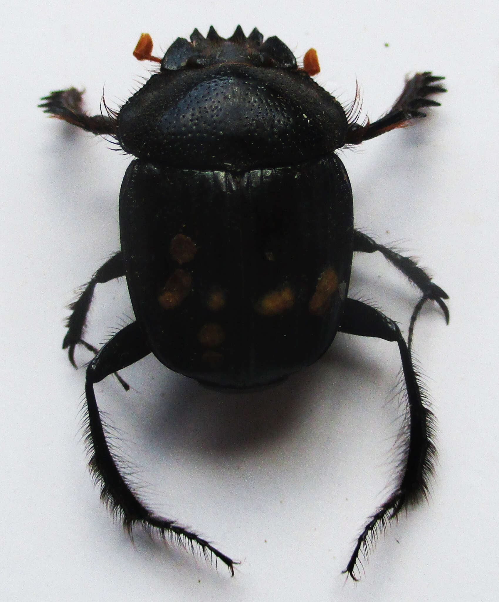 Image of Escarabaeus remii Davis & Deschodt 2016