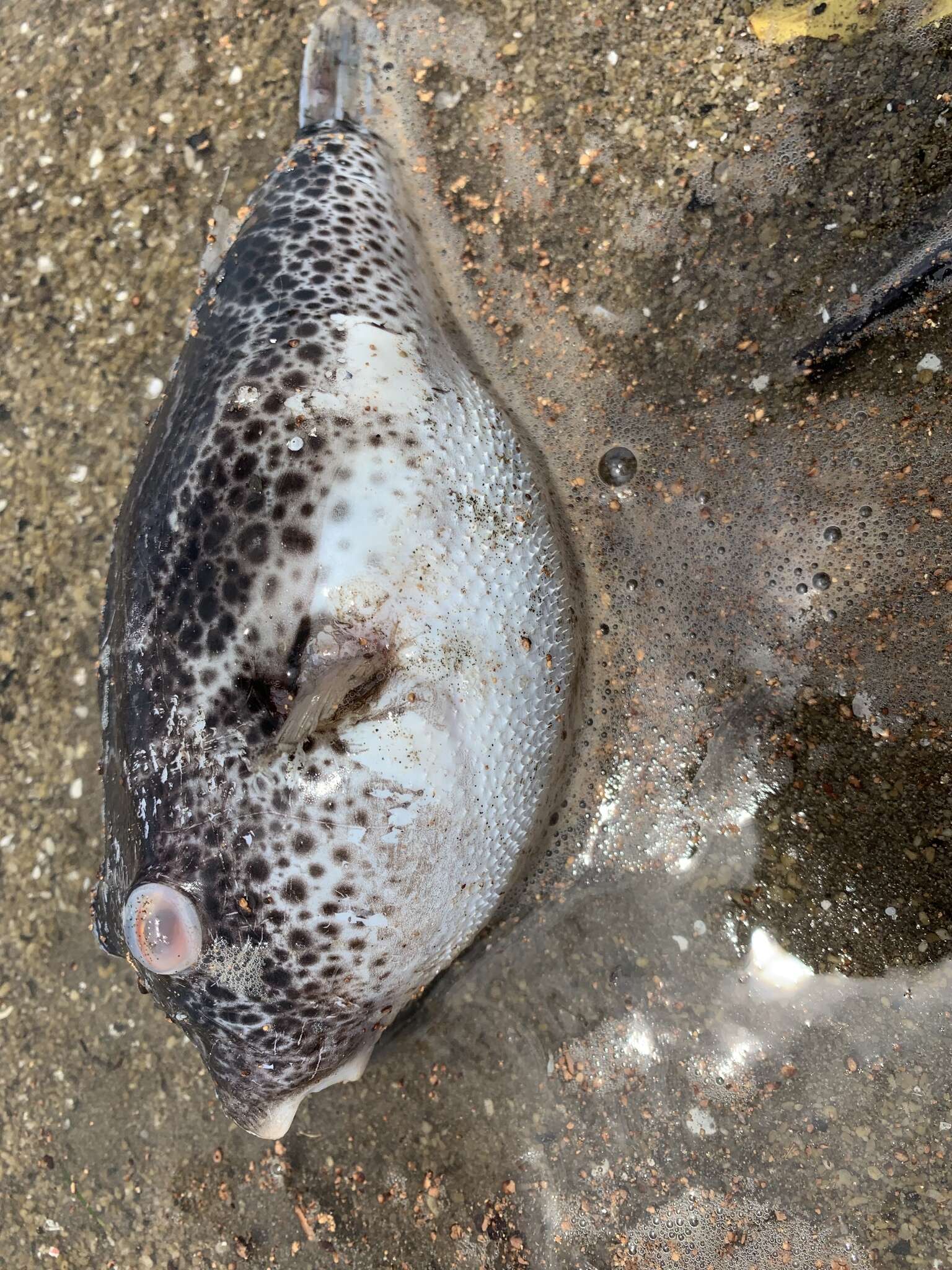 Image of Bullseye Puffer