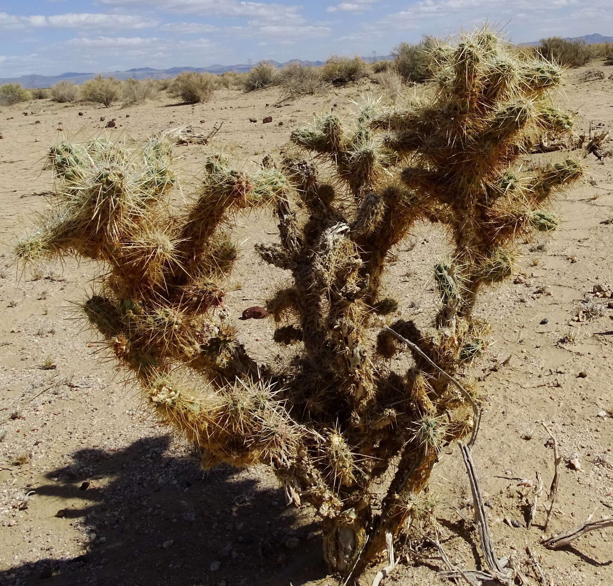 Image of Wiggins' cholla