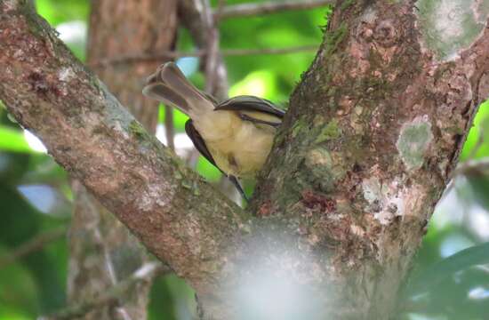 Image of White-fronted Tyrannulet