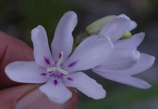 Imagem de Ixia metelerkampiae L. Bolus