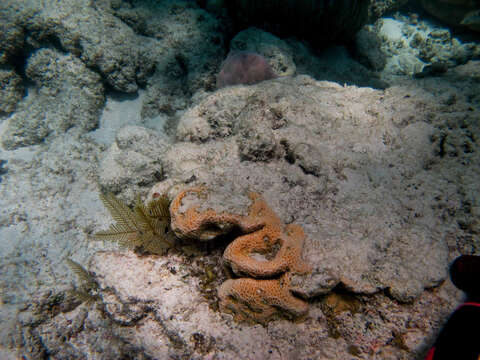 Image of leaf coral