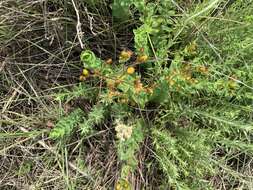 Sivun Hypericum aethiopicum subsp. sonderi (Bred.) N. K. B. Robson kuva