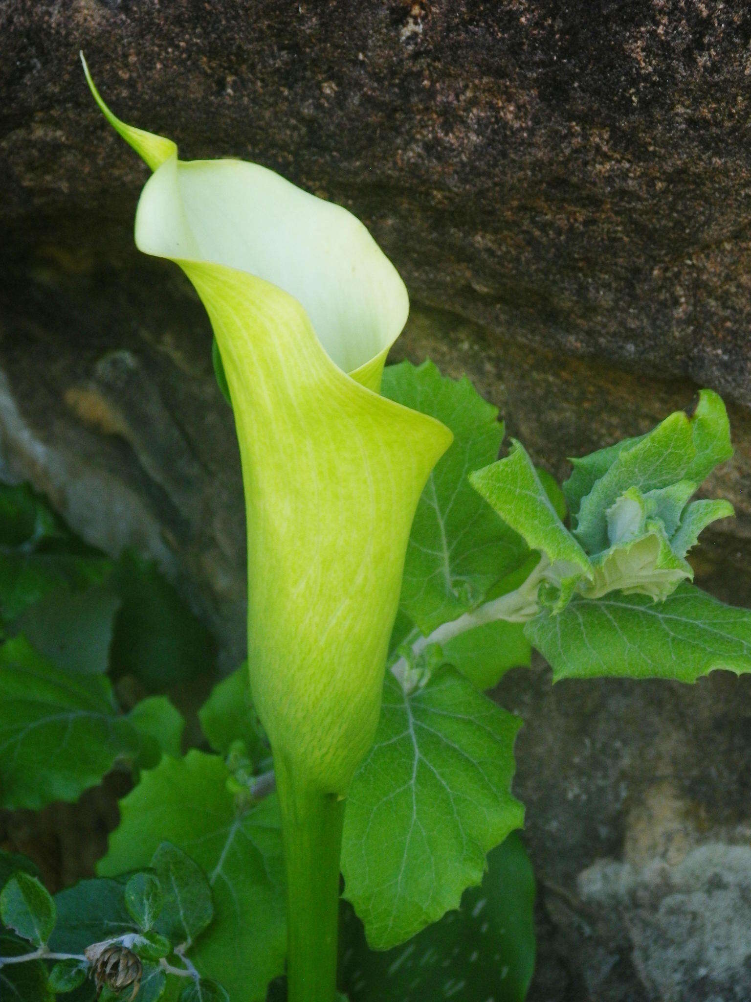 Image of Spotted-leaved arum lily