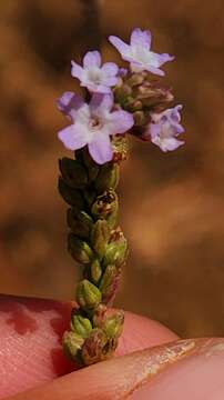 Image of Verbena sphaerocarpa L. M. Perry