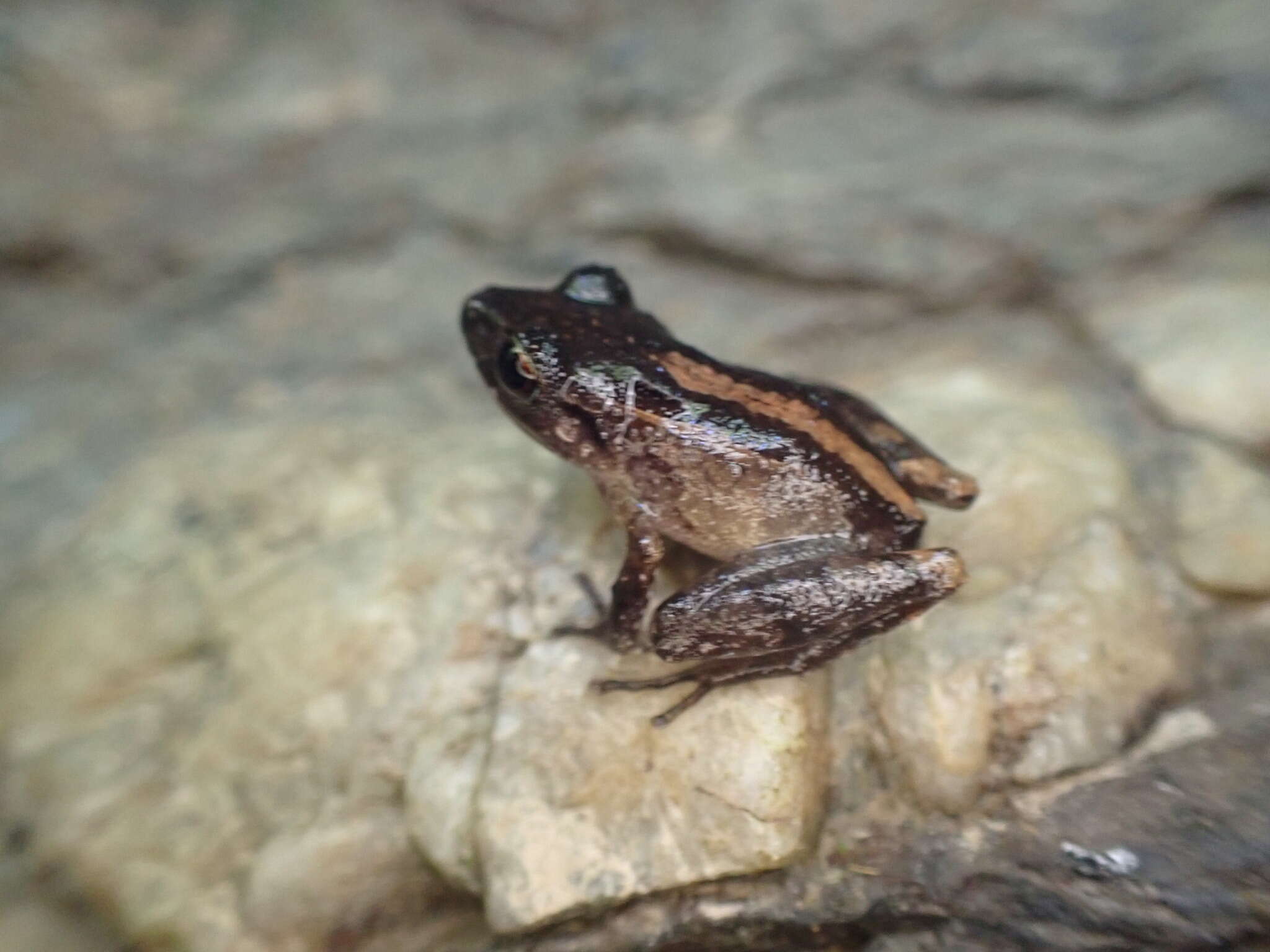 Image de Pristimantis urichi (Boettger ex Mole & Urich 1894)