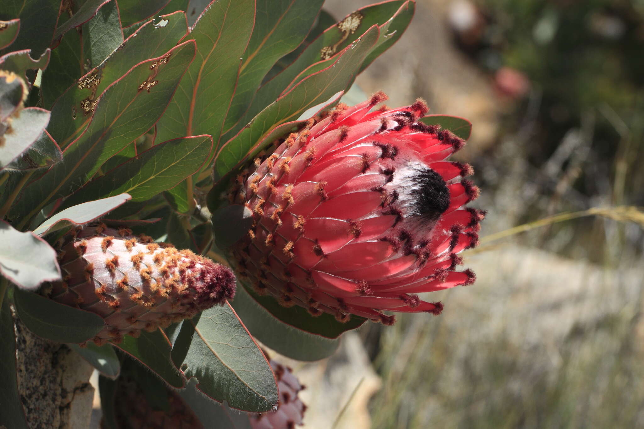 Слика од Protea magnifica Andr.