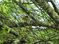 Image of scrub euphonia