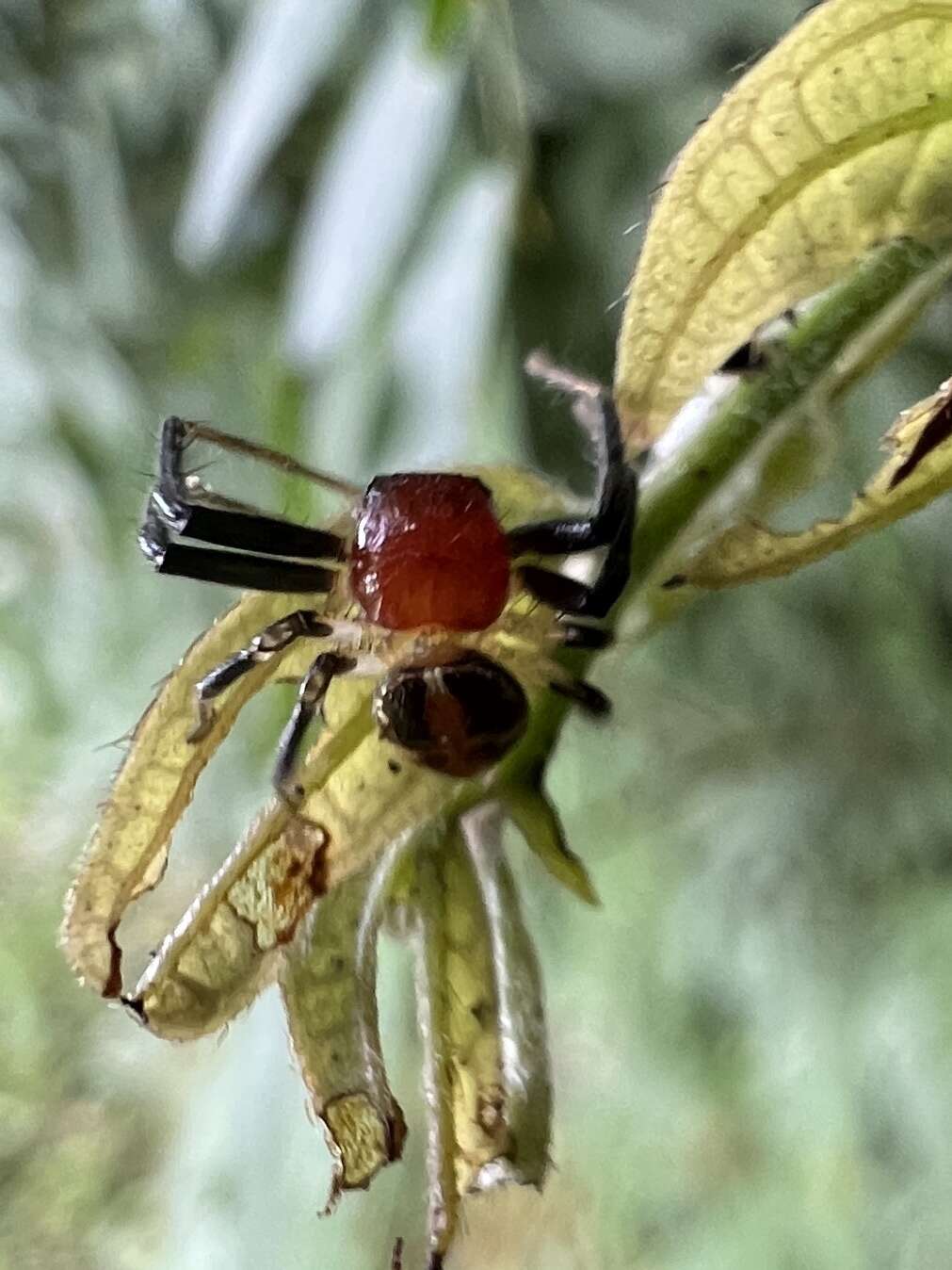 Image of Brown Flower Spider