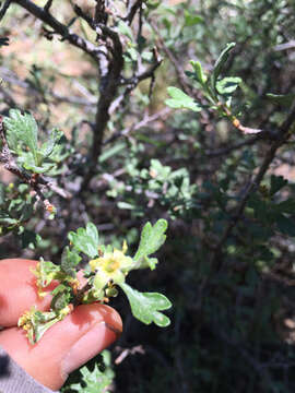 Plancia ëd Purshia tridentata (Pursh) DC.