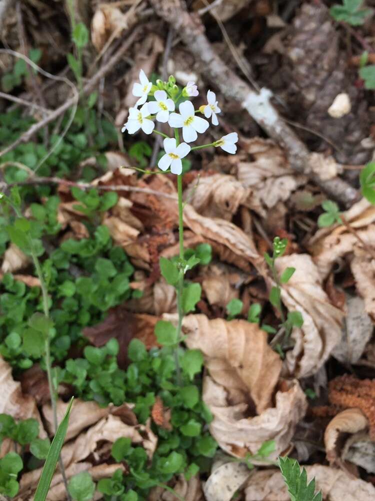 Plancia ëd Arabidopsis halleri (L.) O'Kane & Al-Shehbaz