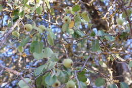 Plancia ëd Pyrus bourgaeana Decne