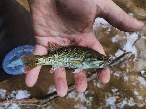 Image of Chattahoochee bass