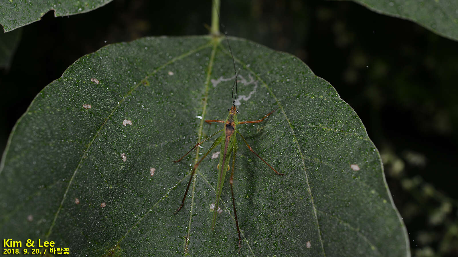 Sivun Phaneroptera (Phaneroptera) nigroantennata Brunner von Wattenwyl 1878 kuva