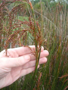 Image of Machaerina articulata (R. Br.) T. Koyama