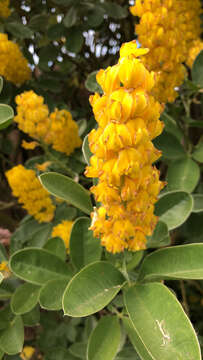 Image of Argyrocytisus