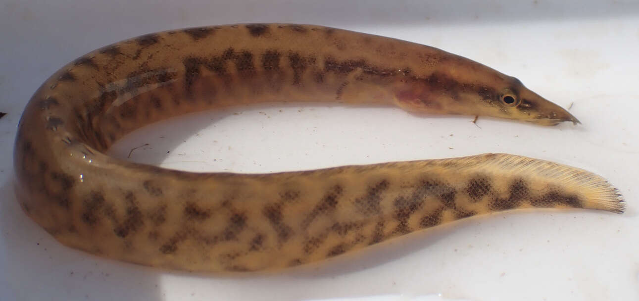 Image of East african spiny eel