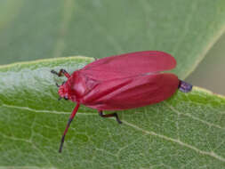 Image of Homalogrypota coccinea (Fabricius 1794)