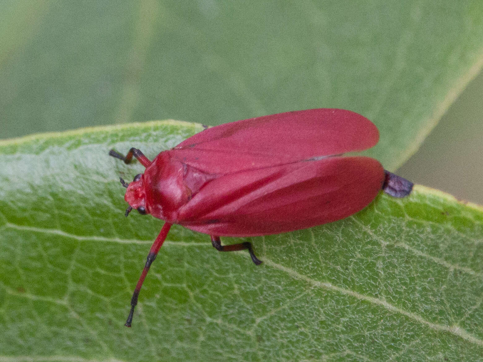 Image of Homalogrypota coccinea (Fabricius 1794)