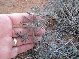 Image of Pelargonium leipoldtii Knuth.