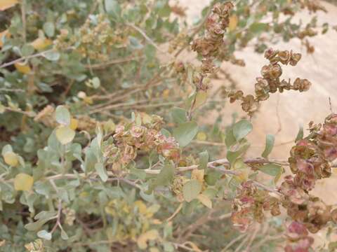 Image of saltbush