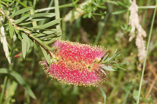 Sivun Callistemon wimmerensis Marriott & G. W. Carr kuva