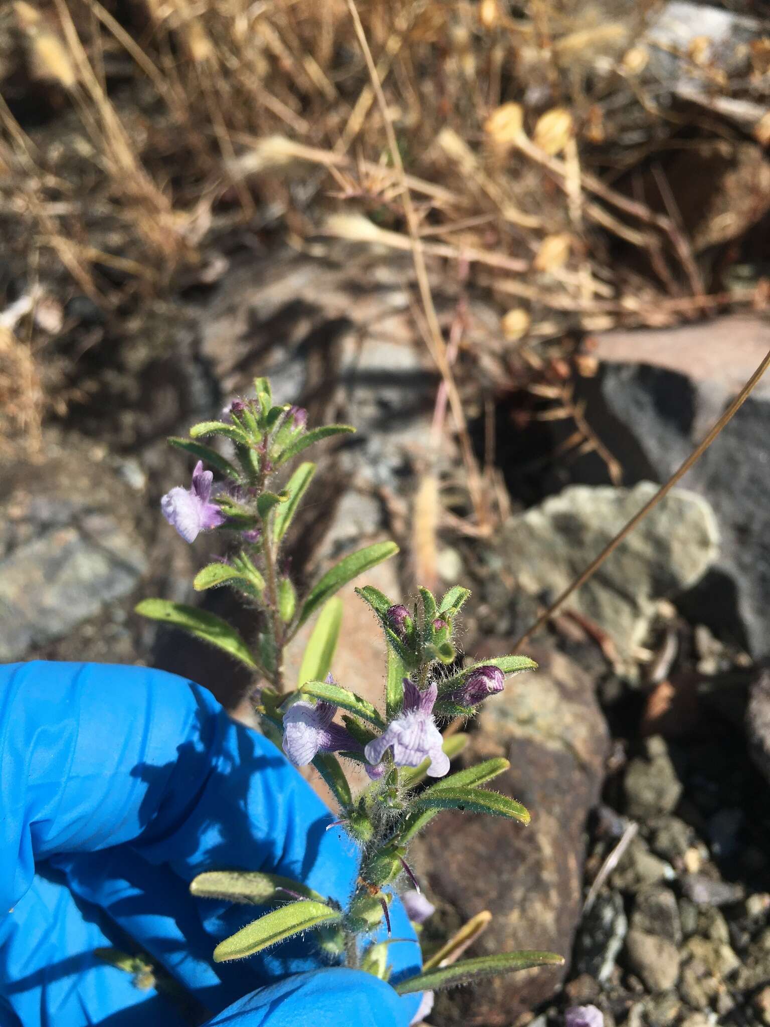 Image of spurred snapdragon