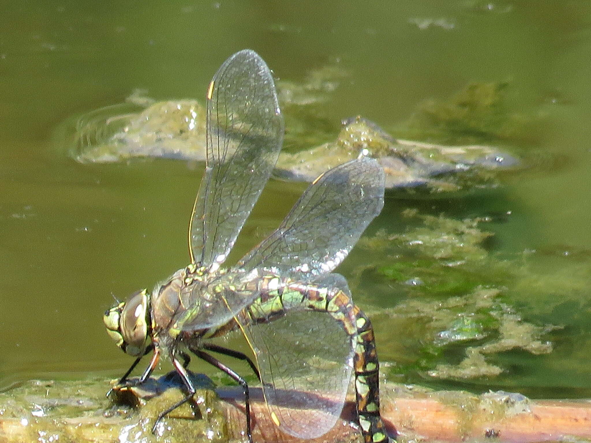 Image of California Darner