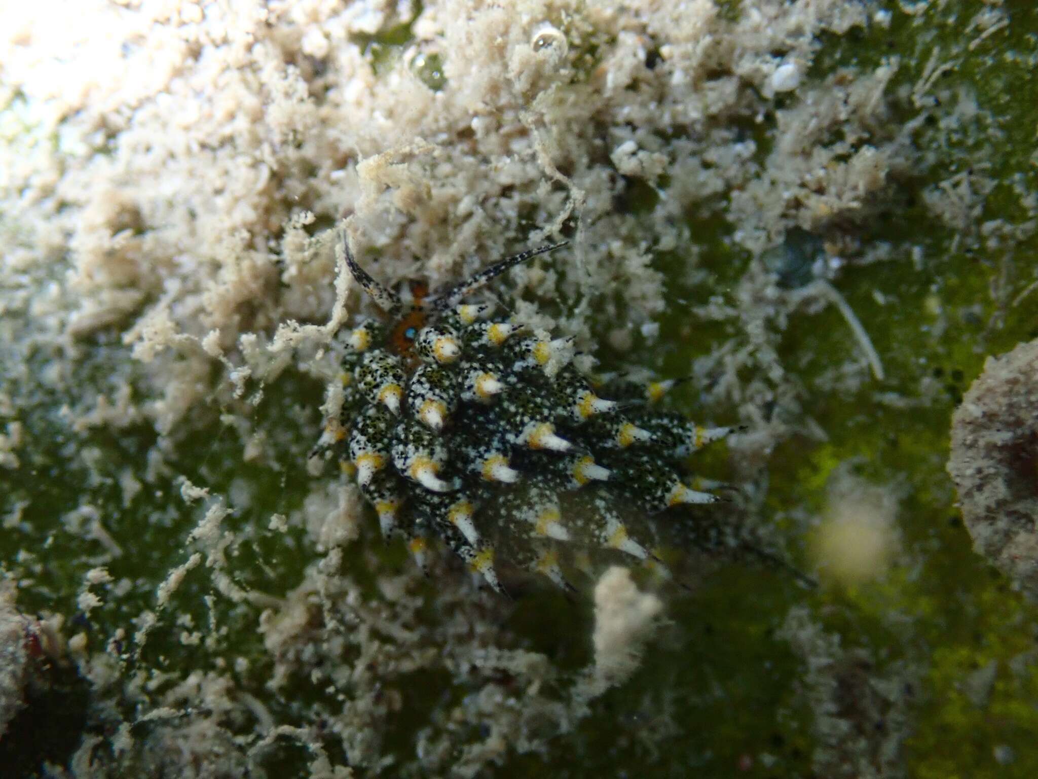 Imagem de Costasiella ocellifera (Simroth 1895)