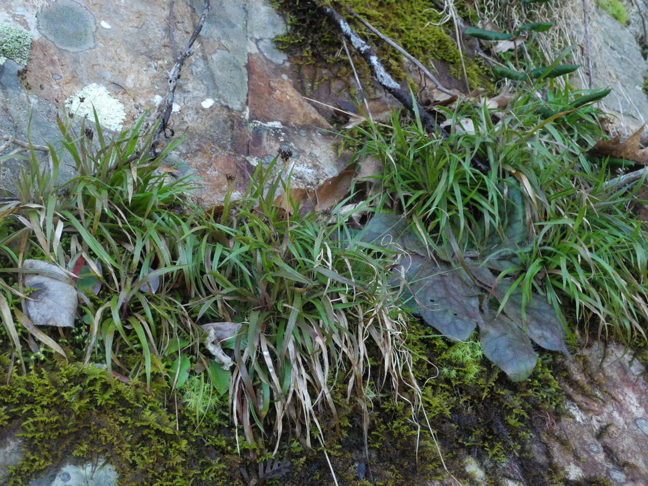 Image of Hedgehog Wood-Rush