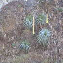 Image of Cliff's agave