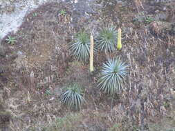 Image of Cliff's agave