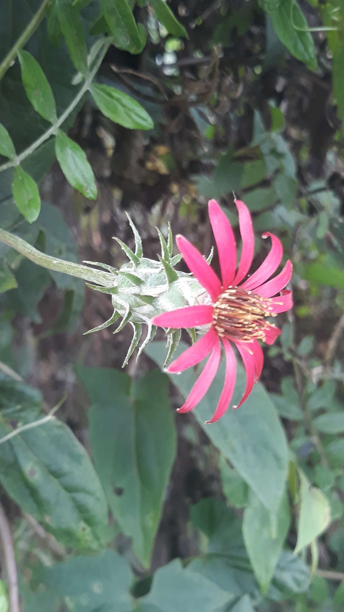 Image of Mutisia coccinea A. St. Hil.