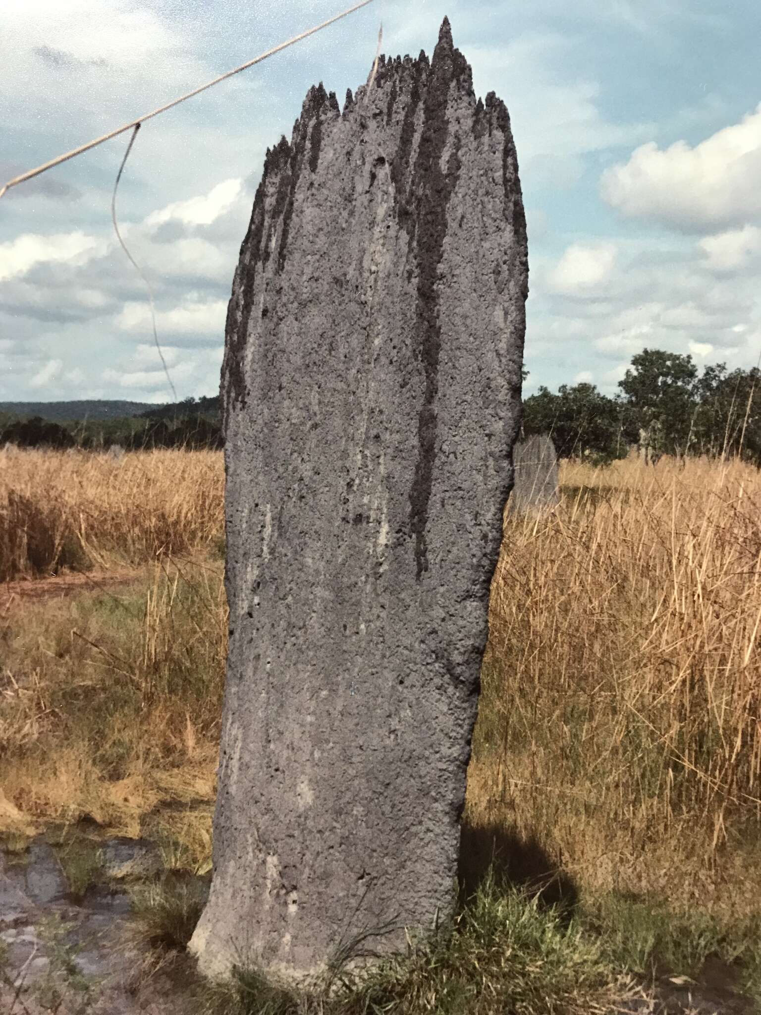 Image of Magnetic termite