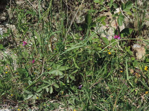 Imagem de Lathyrus clymenum L.