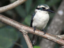 Image of Todiramphus tutus atiu (Holyoak 1974)