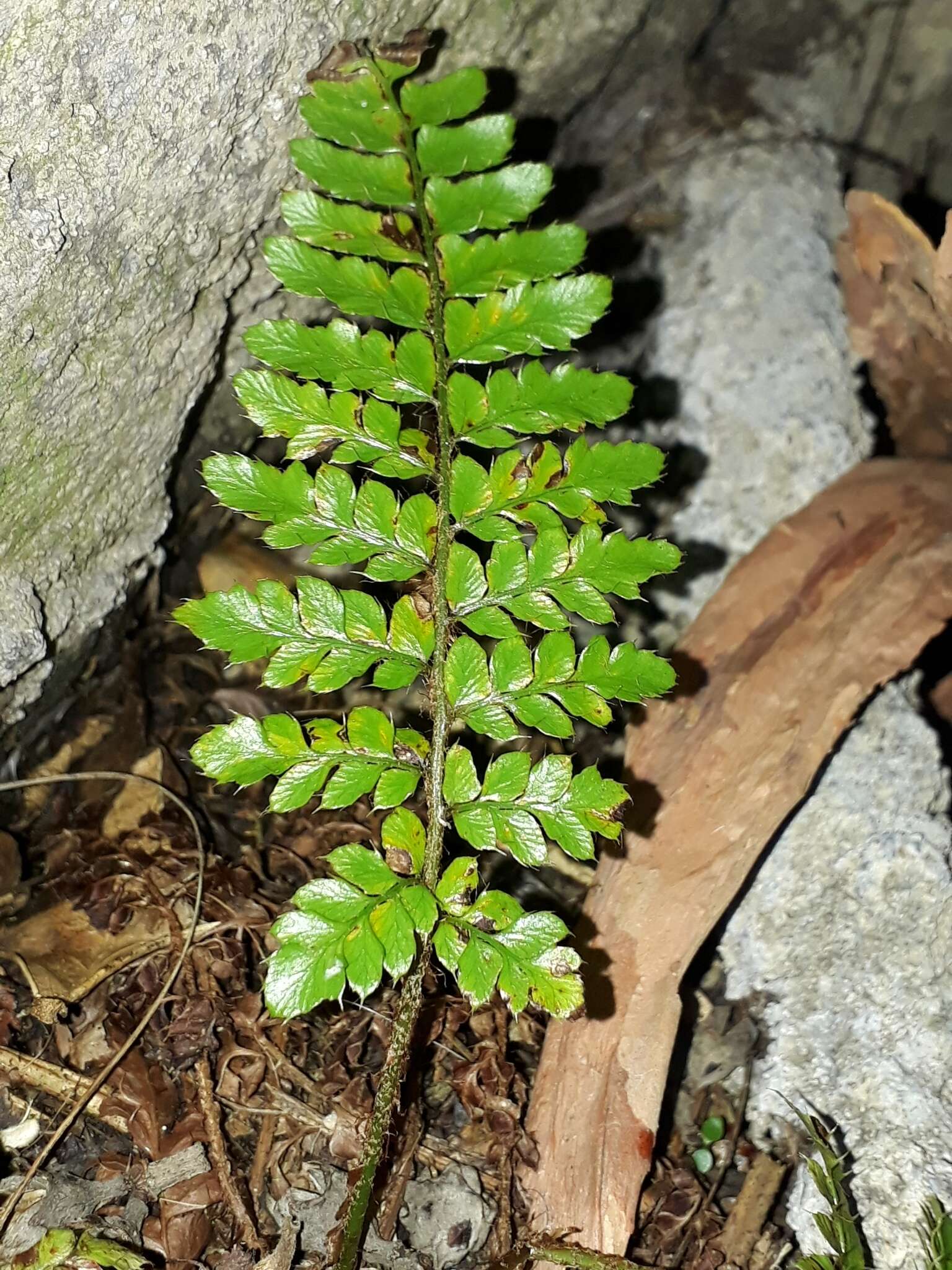 Image of Korean tasselfern