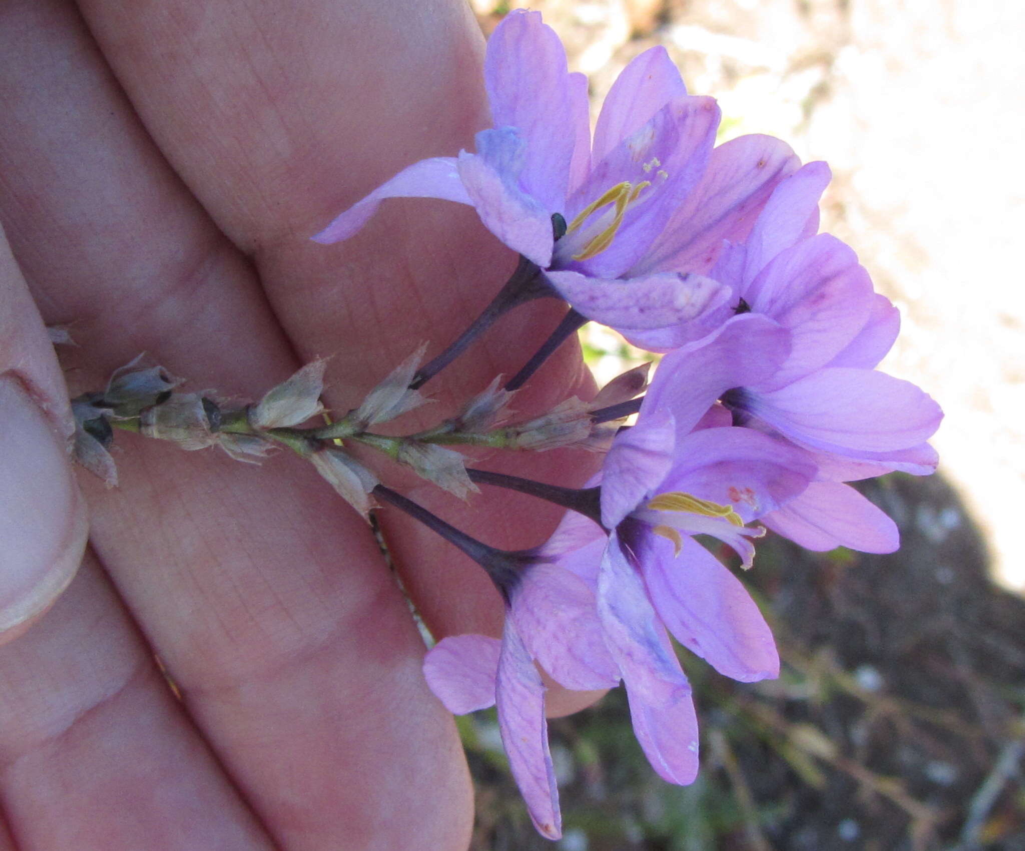 Image of Ixia purpureorosea G. J. Lewis