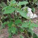 Image of Euphorbia elliptica Lam.