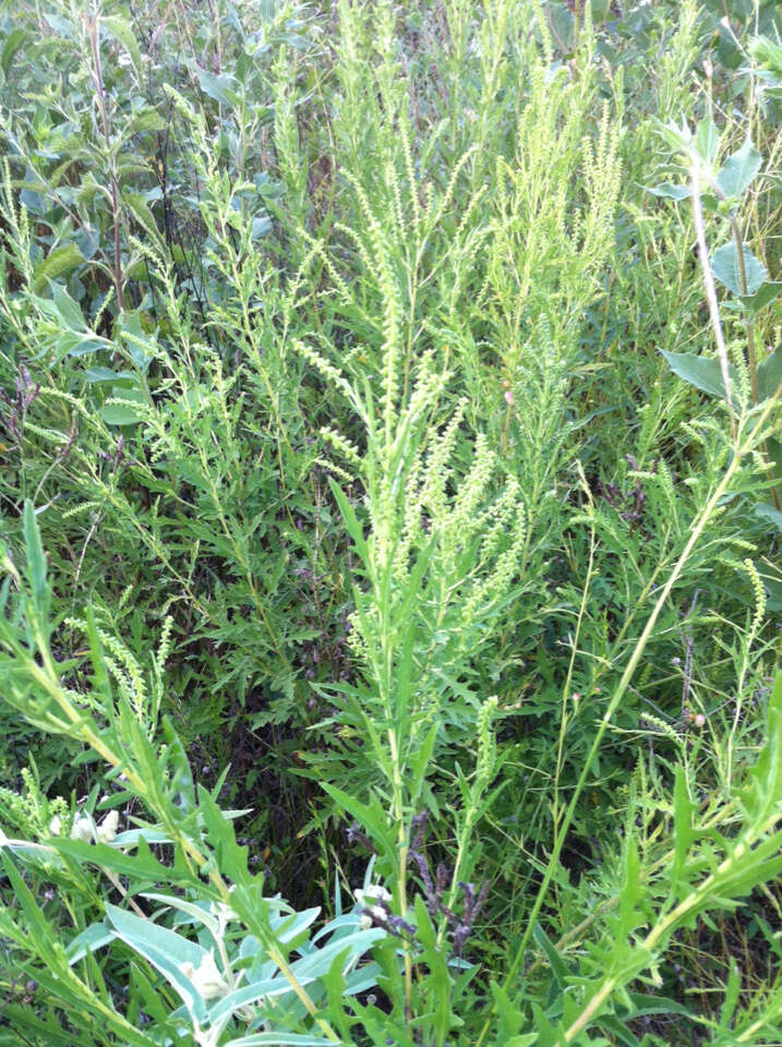 Image of Cuman ragweed