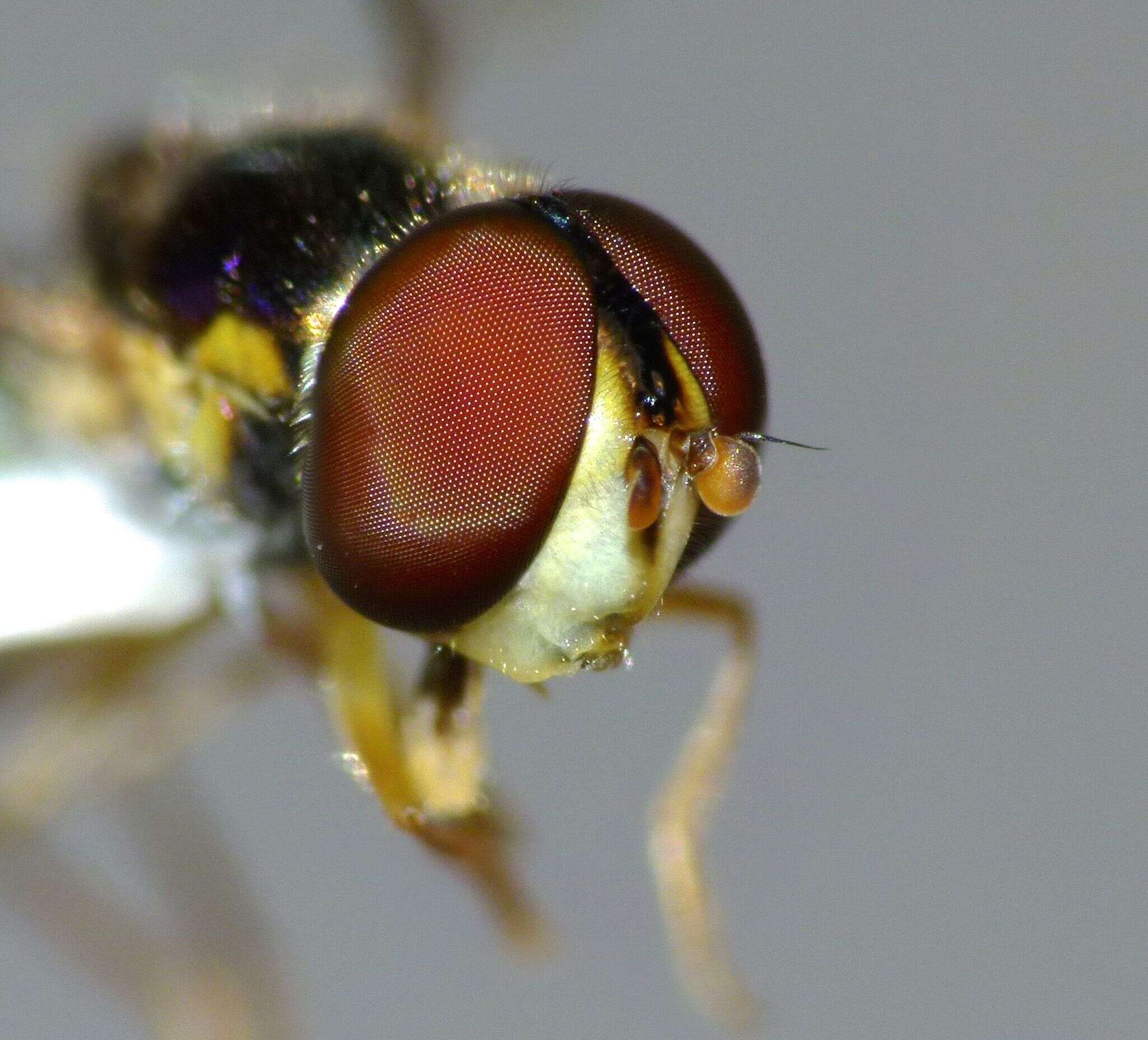 Image of Allograpta hollowayae Thompson & Thompson 2010