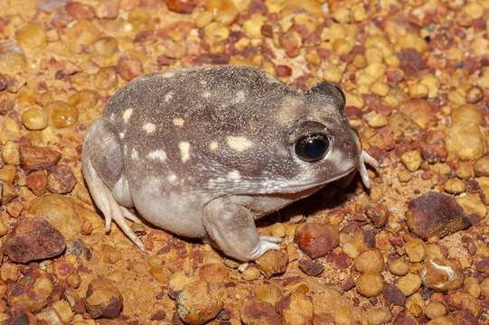 Image of Western Spotted Frog