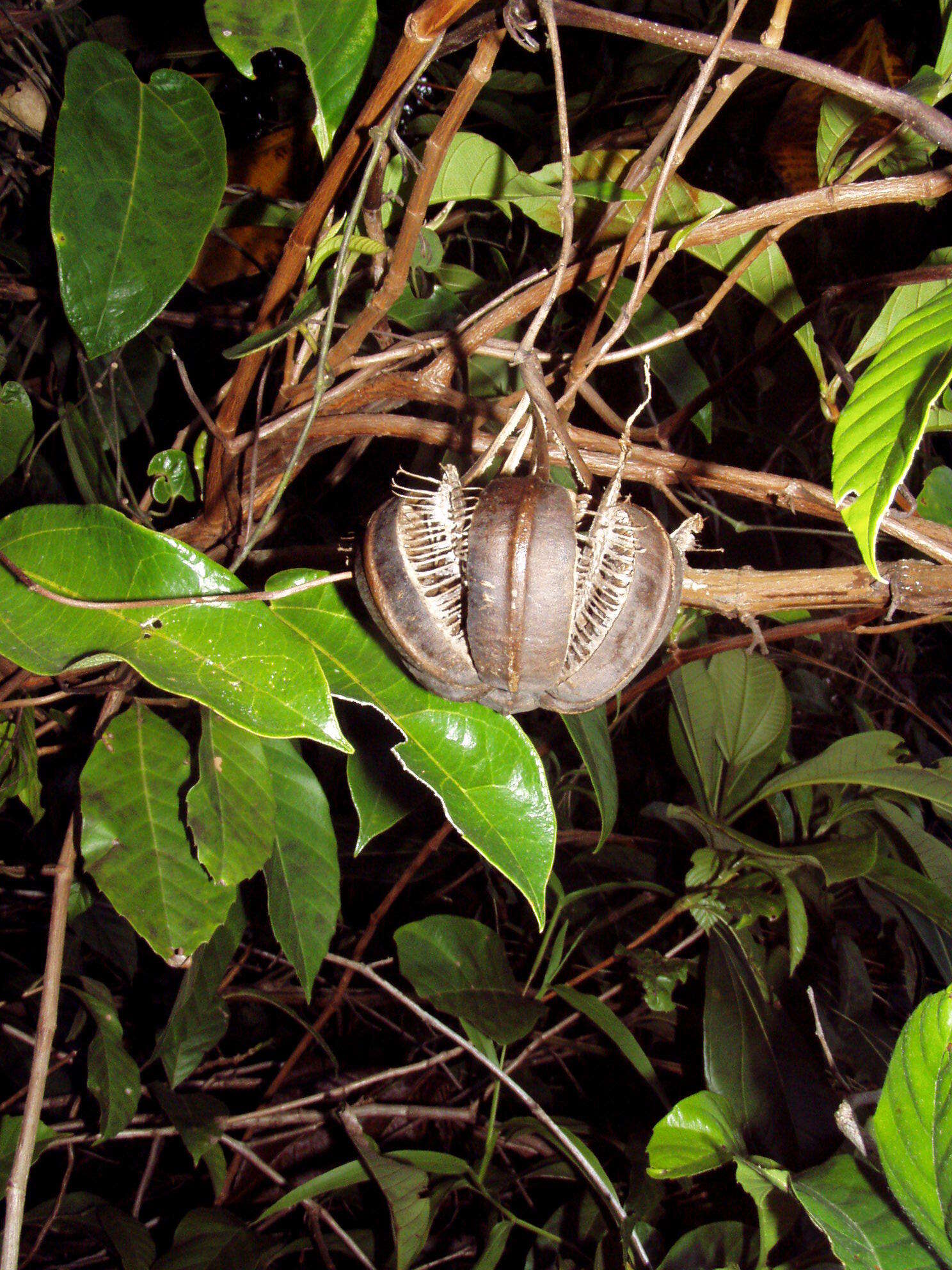 Aristolochia tonduzii O. Schmidt的圖片