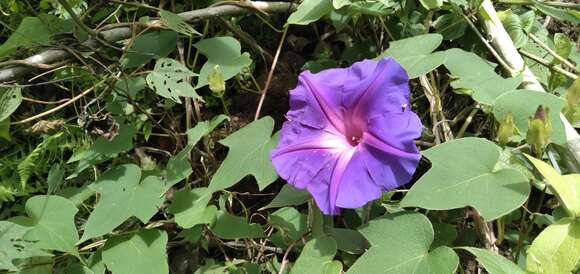 Image of Ipomoea laeta A. Gray ex S. Wats.